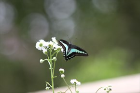 アオスジアゲハ
