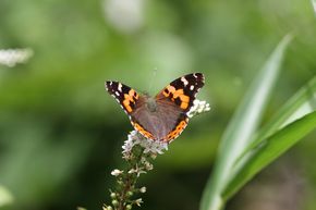 アカタテハ　表