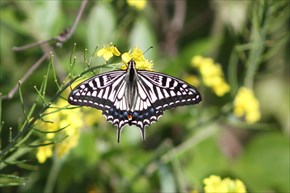 アゲハチョウ　春型