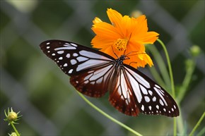 アサギマダラ　メス　表