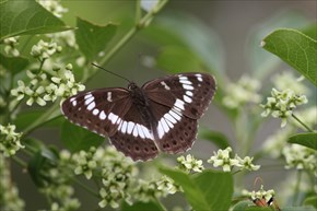 アサマイチモンジ　表