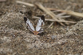 イシガケチョウ