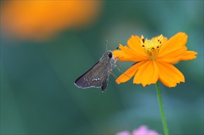 イチモンジセセリ