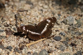 イチモンジチョウ