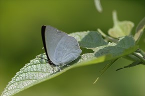 ウラギンシジミ