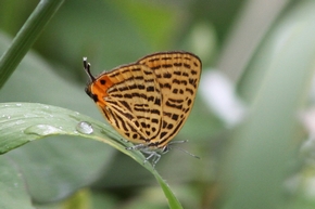 ウラナミアカシジミ