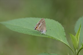 ウラナミシジミ