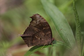クロコノマチョウ