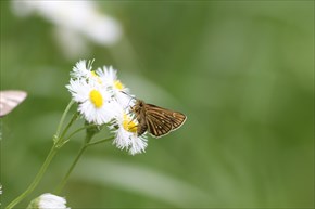 コチャバネセセリ
