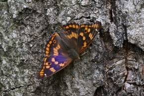 コムラサキ　表