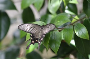 ジャコウアゲハ　メス