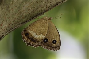 ジャノメチョウ　裏