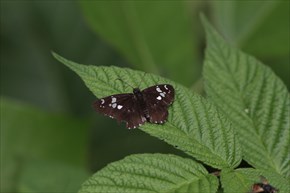 ダイミョウセセリ