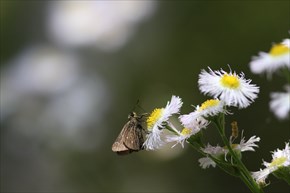 チャバネセセリ