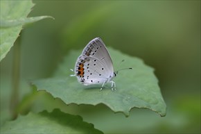 ツバメシジミ　裏