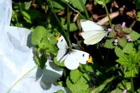 ツマキチョウ　オス