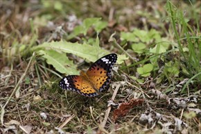 ツマグロヒョウモン　メス
