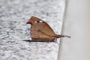 テングチョウ　裏