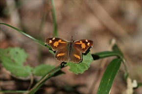 テングチョウ　表