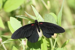 ナガサキアゲハ　表　メス