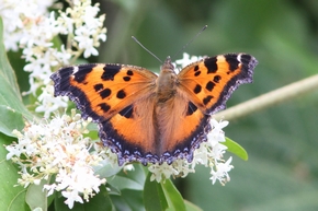ヒオドシチョウ　表