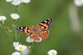 ヒメアカタテハ　表