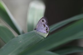 ヒメウラナミジャノメ