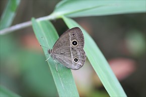 ヒメジャノメ　裏