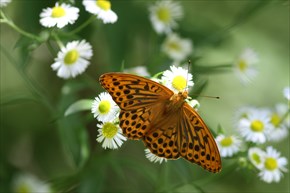 ミドリヒョウモン　表　オス