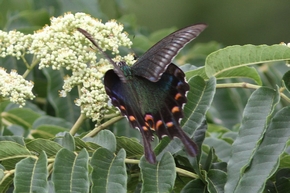 ミヤマカラスアゲハ