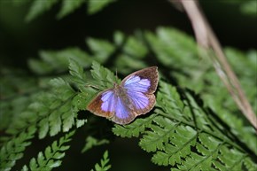 ムラサキシジミ