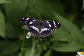メスグロヒョウモン　表　メス