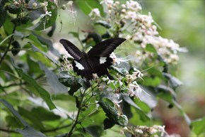 モンキアゲハ　表