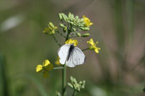 モンシロチョウ
