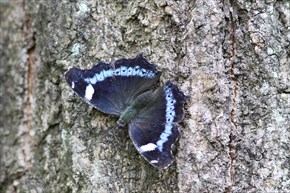 ルリタテハ　表