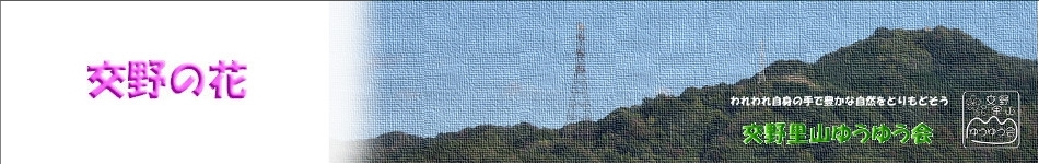 交野の花-topimg