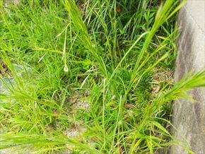 メリケンカルカヤ