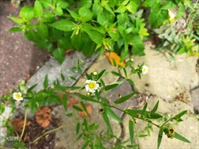 アメリカキンゴジカ