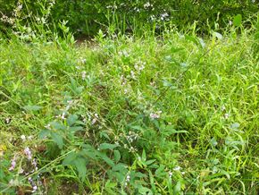 アレチヌスビトハギ