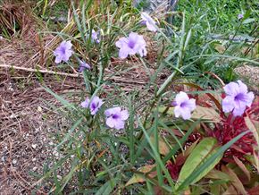 ヤナギバルイラソウ