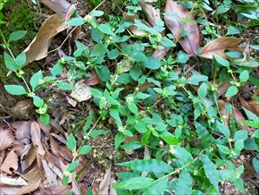 シュウブンソウ