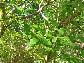 シュウブンソウ