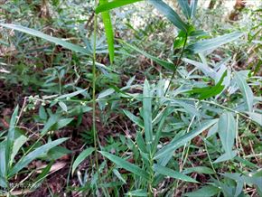 シュウブンソウ