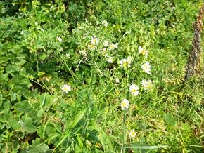 ホソバアキノノゲシ