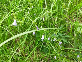 ツリガネニンジン