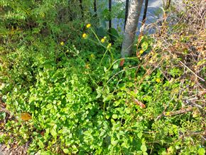 コセンダングサ