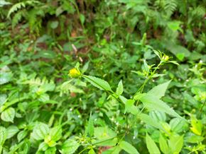 アメリカセンダングサ