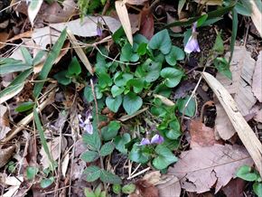 タチツボスミレ