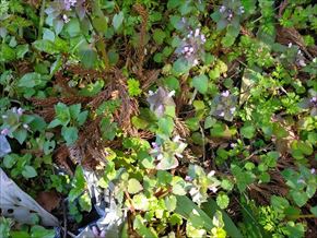 ヒメオドリコソウ