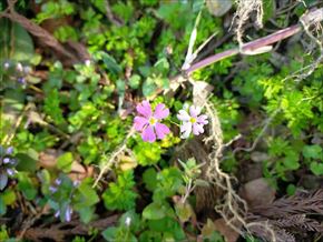 セイヨウサクラソウ